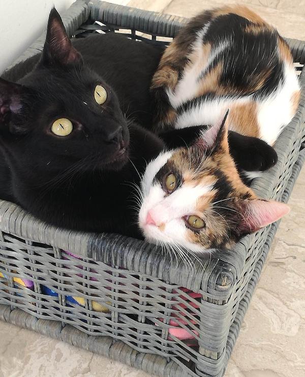 Geii (Panterone) dolcissimo coccolone Foto 2